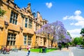 Beautiful Jacaranda purple flower blooming near the historic building at Sydney University in the spring season.